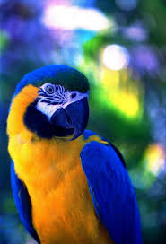 Exotic Birds You Can Have As Pets Pin On Miscellaneous