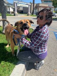 If you find a pooch you think might be right for you, call the shelter before heading out to make sure he or she is still available. Two Groups Have Essentially Emptied The Kennels At Long Beach Shelter Long Beach Post News