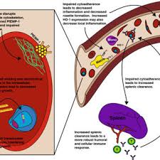 Gazda principală a plasmodiului malariei. Pdf Biochemical And Immunological Mechanisms By Which Sickle Cell Trait Protects Against Malaria