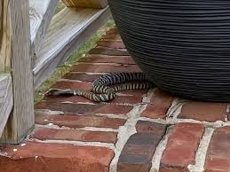 While they support aspca adoptions and pet rescue. A Venom Spitting Cobra Terrorized Raleigh For Days After Escaping From A Snake Filled Home The Seattle Times