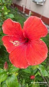Chinese Habiscus Hibiscus Rosa Sinensis Hibiscus Flowers