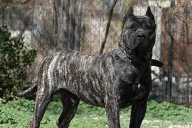 The castle of presa is the true home of the real perro de presa canario. Presa Canario Ultimate Guide Temperament Personality Health More