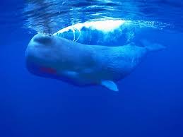 Rambut linda yang kecoklatan terlihat kusut karena terkena sperma yang mengering di rambutnya. Life Of Sea Life Of Sperm Whale