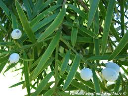 Image result for Afrocarpus falcatus