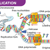 Free biology textbook available for download openstax. 1