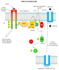Class I PI 3-kinases - , the free encyclopedia