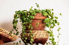 Maybe you would like to learn more about one of these? 10 Impressive Trailing Indoor Houseplants Horticulture Co Uk