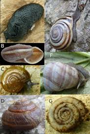 Image result for Isoglossa vulcanicola