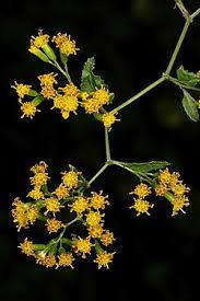 Image result for Senecio deltoideus