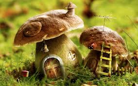Mushroom Wallpapers Top Free Mushroom Backgrounds Wallpaperaccess See more hippie mushrooms wallpaper, mushrooms moss & wallpaper, colourful mushrooms wallpaper, mushrooms fairies background, mushrooms background 1920x1080, neon looking for the best mushrooms wallpaper? mushroom wallpapers top free mushroom