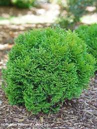 Thuja Tiny Tot Bluestone Perennials Arborvitae Dwarf Plants Landscaping With Rocks