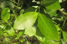 Image result for Elaeodendron