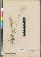 Image result for Panicum heterostachyum