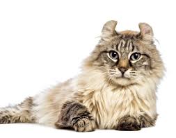 The resulting cats, now known as american longhair cats, had pleasant but not clingy personalities and soft coats in different colors. Labogen En American Bobtail Longhair Cat Genetic Test Order