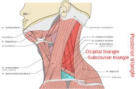 The head rests on the top part of the vertebral column, with the skull joining at c1. Posterior Triangle Of The Neck Wikipedia