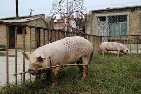 The origin of the pig and rooster tattoo Wim Delvoye Tattooing Pigs For The Art Of Provocation