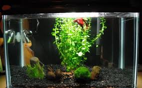 Betta Fish Constipation Vang Bettas