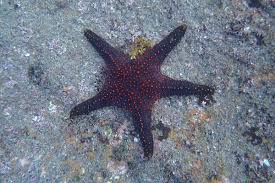 Image result for Pentanisia sykesii