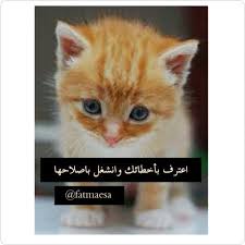 لا تكثر من تبرير خطأك مهما كان حجمه لأن البحث عن مبررات سيشغلك عن معرفة السبب الحقيقي للخطأ ويؤخرك عن تصحيحه صباحيات فاطمة عيسى Cats Animals