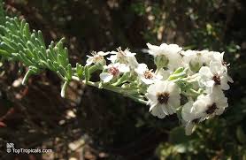 Image result for Eriocephalus racemosus