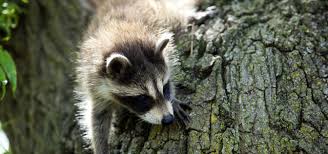 Raccoon Nation Raccoon Fact Sheet Nature Pbs