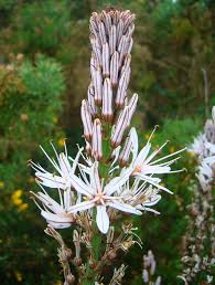 Image result for Asphodelaceae