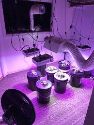 Last year, i bought mushroom logs from agrinoon (fujian) for my business as there was high. First Dwc Basement Grow Room Grasscity Forums The 1 Marijuana Community Online