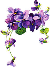 Download high quality violet clip art from our collection of 0 clip art graphics. Violet Flower Drawing Png Novocom Top