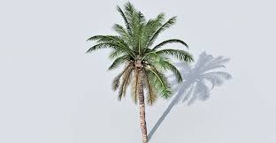 Date Palm Tree 3d Model Plant Species Palm Trees Planting Flowers
