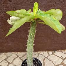 Image result for Euphorbia epicyparissias