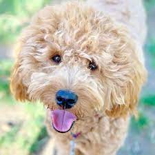 Poodles are highly sociable breeds because they can interact positively with humans and other. 17 Amazing Facts About Goldendoodle S House That Barks