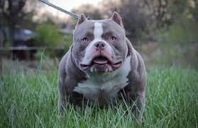 American xl bully's puppies for sale we have 5 males 1 lilac merle 2 blue merle 1 blue and 1 lilac and 8 females 1 lilac 1 blue 1 dark blue 1 brindle 1 crump's bullies can conveniently located a shipper near california cities such as blackhawk, palos verdes estates, orinda, mill valley, woodside, and. Stud Service Stud Credits Paid In Full Discount American Bully Studs Pocket Bully American Bully Stud Dog