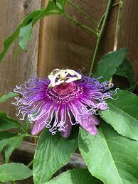Incense Passion Flower Butterfly Host Plant For Gulf Fritillaries Passion Flower Plants Flower Garden