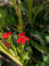 Image result for Striga asiatica