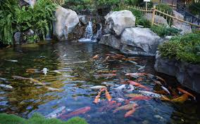 Some will tell you that they need to be a minimum of 3′. Minimum Requirements For A Koi Pond K O I