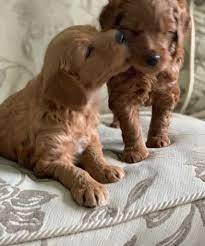 Puppies can be reserved with a $250.00 deposit. For More Goldendoodle Puppies For Sale Near Me In Usa Facebook