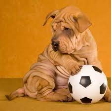 12 Adorable Puppies Playing With Soccer Balls Because World Cup And Why Not Puppy Play Cute Puppies Puppies