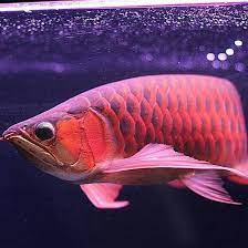 Arowana Fish Posts Facebook