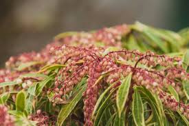 Pieris, andromeda, japanese pieris, lily of the valley shrub. 142 Japanese Pieris Stock Photos Free Royalty Free Japanese Pieris Images Depositphotos