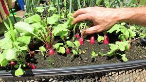 Most radish seeds have such a high germination rate that most will sprout. Grow Full Size Radishes In Seed Flats 1 2 Inches Of Soil Trg 2016 Youtube