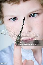 젊은 남자아이 쥠 있는 잠자리 클로즈업 인물 사진 8-9 살에 대한 스톡 사진 및 기타 이미지