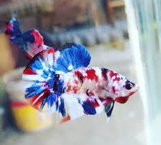 Jenis ikan cupang plakat fancy. Multicolor Koi Galaxy Hmpk Ikan Cupang Ikan Hewan