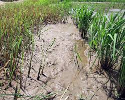 Guide to perennial weeds in minnesota: Perennial Rice Wikipedia