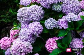 Check spelling or type a new query. Poisonous Plants And Flowers Dangerous To Cats