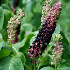 Image result for Phytolacca