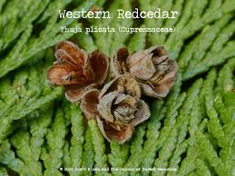 Learn from Plants: Become a Better Human with Botanical Allies