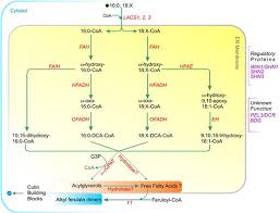 acyl lipid metabolism