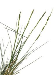 Image result for Eriochloa