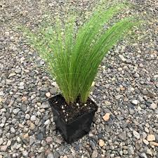 Image result for Polystachya tenuissima