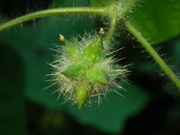 Image result for Sicyos